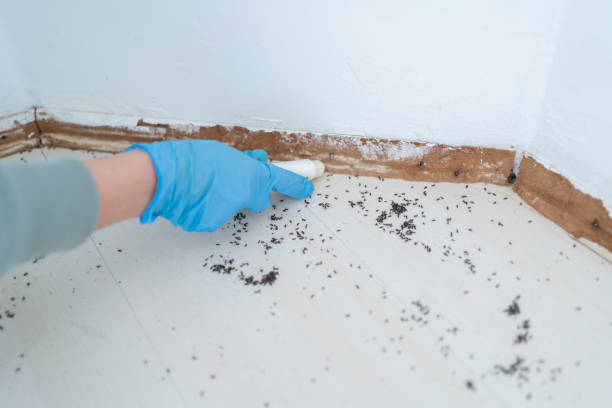 Best Cockroach Control Services  in Los Alamitos, CA